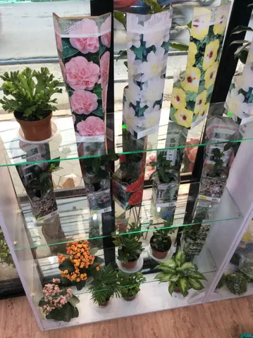Nepal flower and decor: पोर्टफोलियो फोटो 4