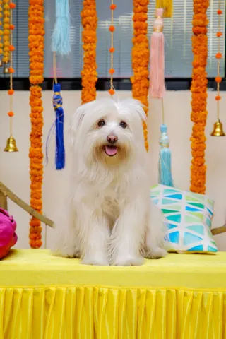 Fotomoon Lavish Studio: Portfolio photo 3